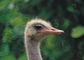 Ostrich picture