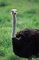 Ostrich picture