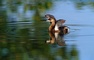 Pied-Billed Grebe picture