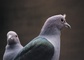 Pigeon picture