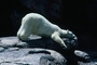 Polar Bear picture