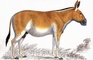 Quagga picture