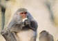 Rhesus Monkey picture