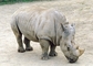 Rhinoceros picture