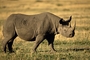 Rhinoceros picture