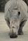 Rhinoceros picture