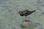 Ruddy Turnstone picture