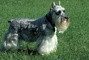 Schnauzer picture