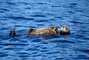 Sea Otter picture