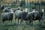 Sheep picture