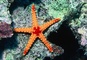 Star Fish picture