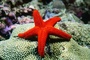 Star Fish picture