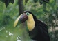 Toucan picture