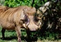 Warthog picture