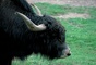 Yak picture