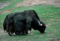 Yak picture