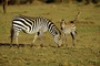 Zebra picture