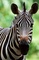 Zebra picture