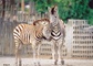 Zebra picture