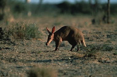 Aardvark