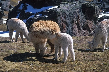 Alpacas