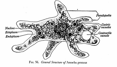 Amoeba