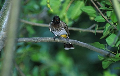 Common Bulbul