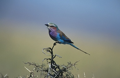 Rufous-crowned Roller