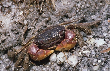 Sand Crab