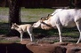 Addax picture