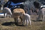 Alpacas picture