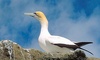 Australian Gannet picture