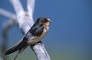 Barn Swallow picture