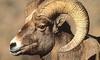 Bighorn Sheep picture