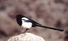 Black Billed Magpie picture