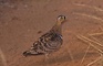 Black Faced Sandgrouse picture