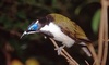 Blue-Faced Honeyeater picture