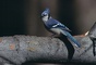 Blue Jay picture