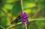 Blue-Throated Goldentail Hummingbird picture