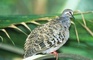 Bronzewing picture