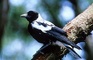 Butcherbird picture