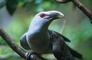 Channel-Billed Cuckoo picture