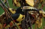 Collared Aracari picture