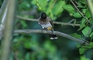 Common Bulbul picture