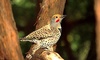 Common Flicker picture