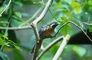 Common Koel picture