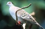 Crested Pigeon picture