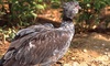 Crested Screamer picture