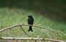 Drongo picture