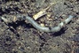 Earthworm picture